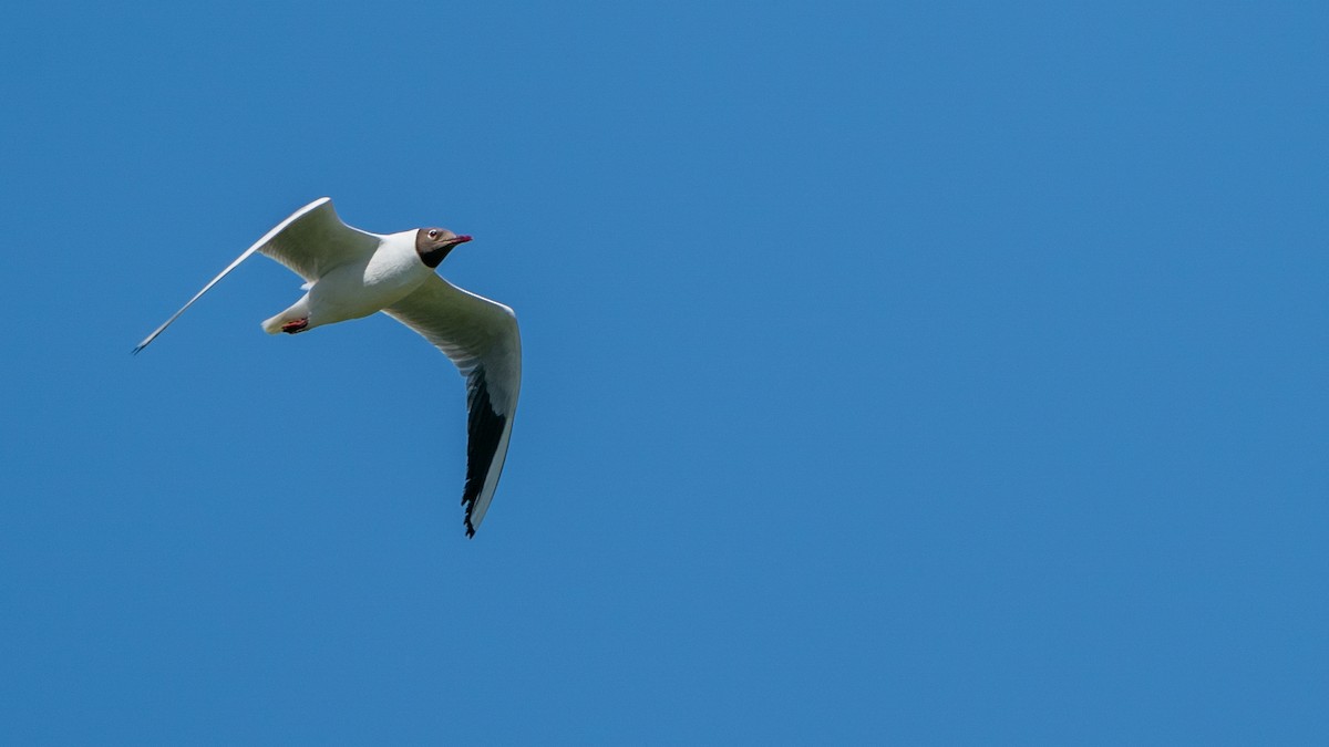 Black-headed Gull - ML619499278