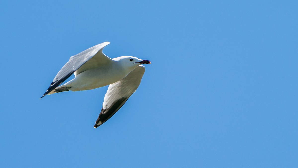 Audouin's Gull - ML619499285