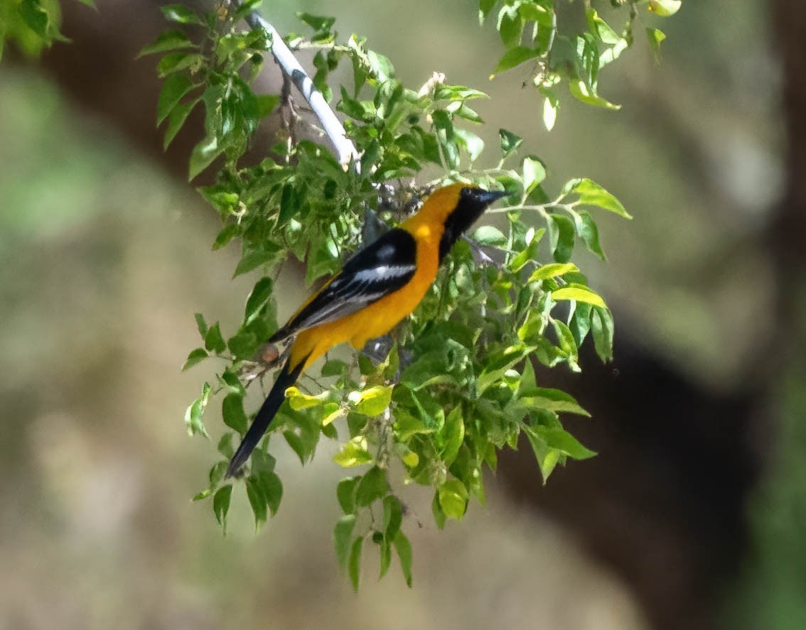 Hooded Oriole - Eric Bodker