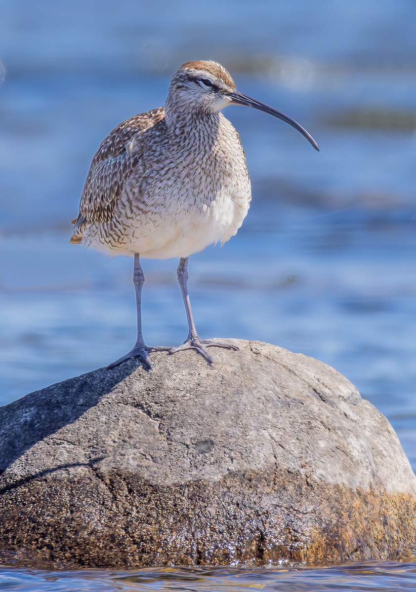 Whimbrel - David Baldwin