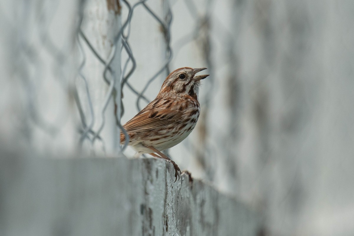 Song Sparrow - Marina Germain