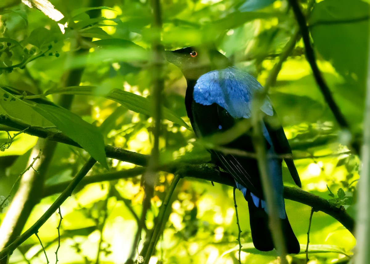 Asian Fairy-bluebird - Sue&Gary Milks