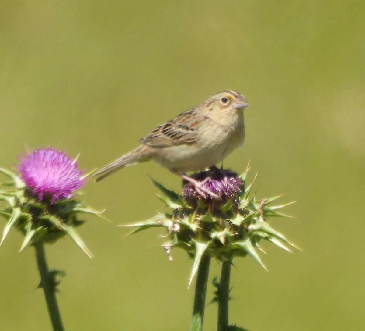 Grasshopper Sparrow - Derek Heins