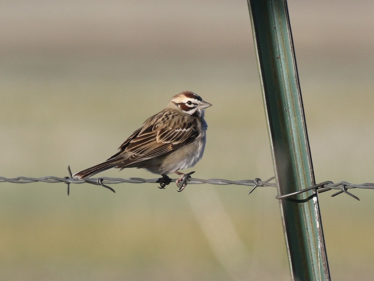 Lark Sparrow - Michael Collins