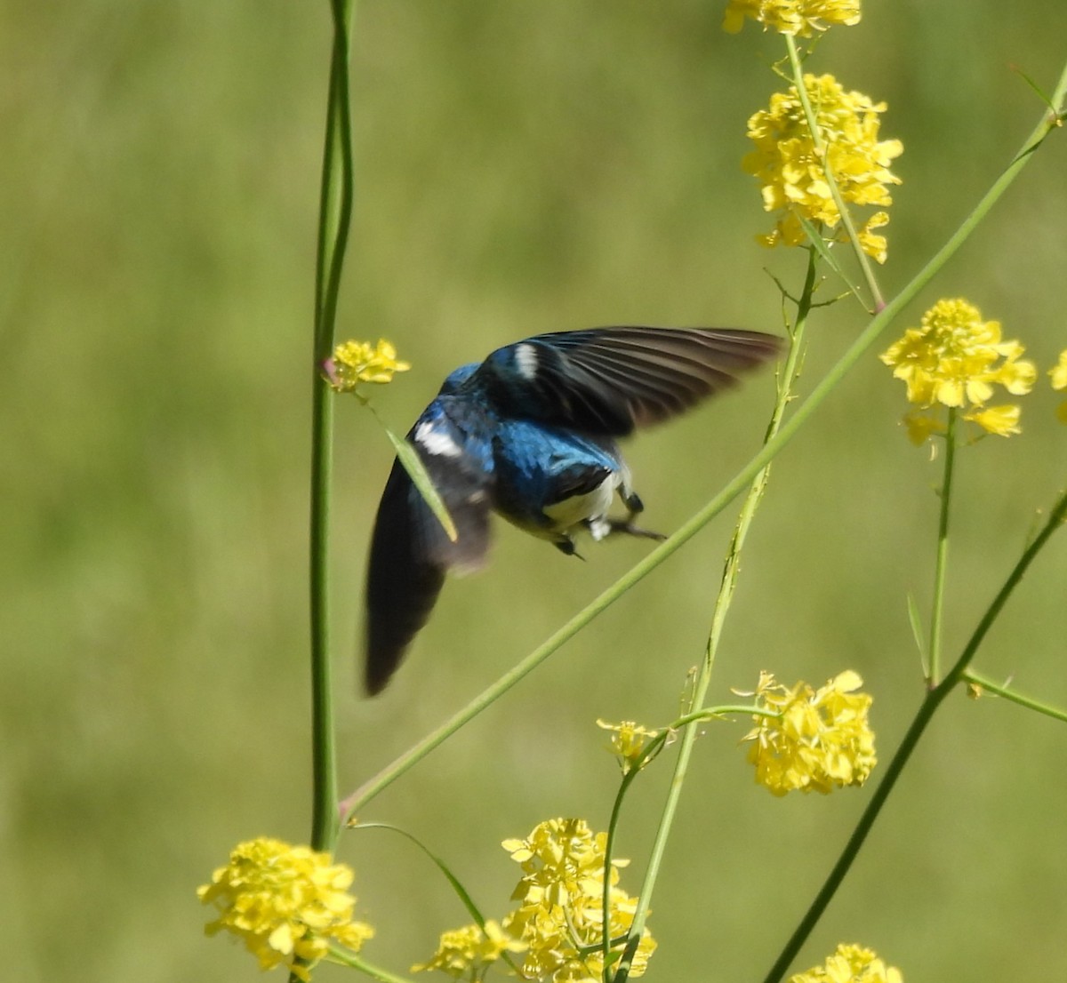 Lazuli Bunting - Derek Heins