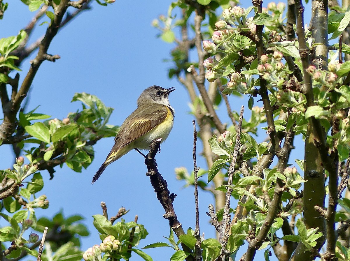 American Redstart - Laura Blutstein