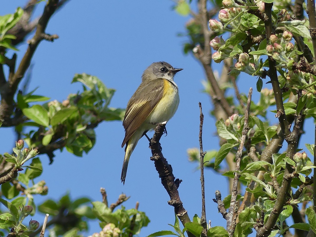 American Redstart - Laura Blutstein