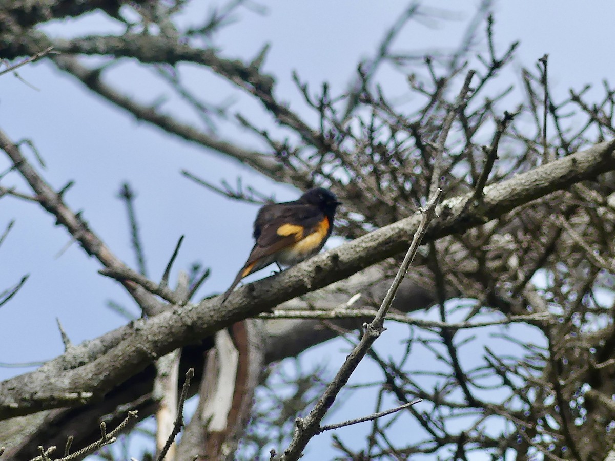 American Redstart - Laura Blutstein