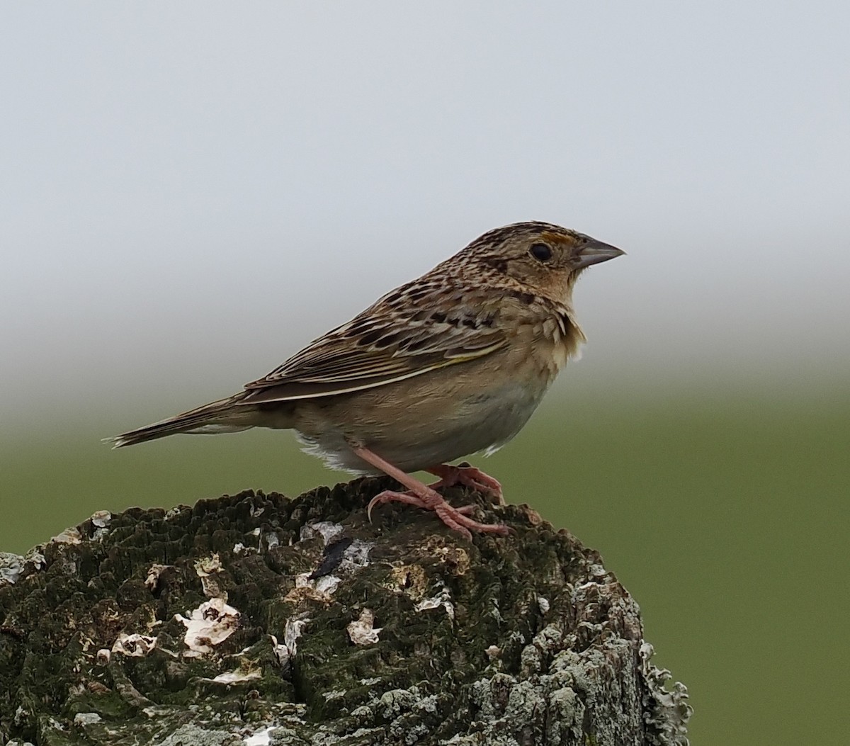 Grasshopper Sparrow - Amy Koch