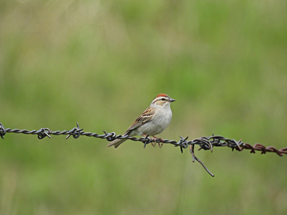 Chipping Sparrow - ML619499320