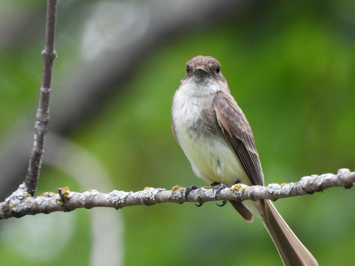 Eastern Phoebe - Monica Rose