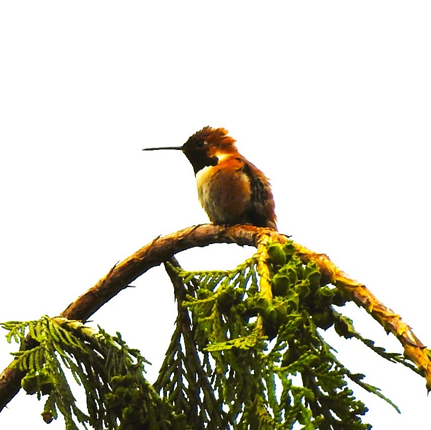 Rufous Hummingbird - Woody Wheeler