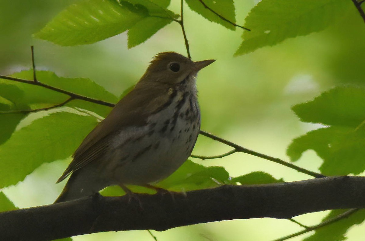 Ovenbird - David Roberts