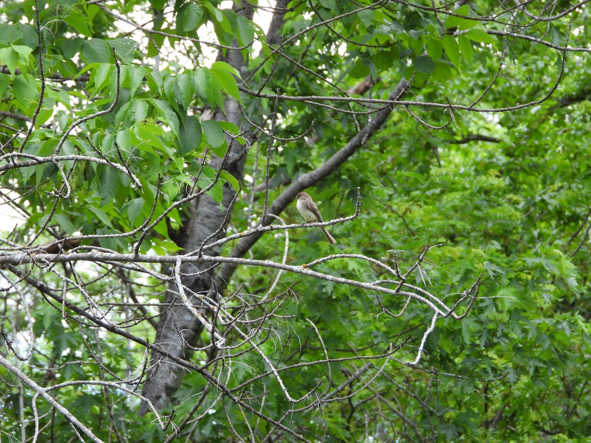 Eastern Phoebe - Monica Rose