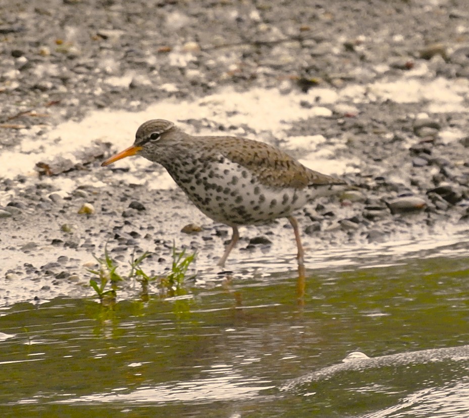 Spotted Sandpiper - woody wheeler
