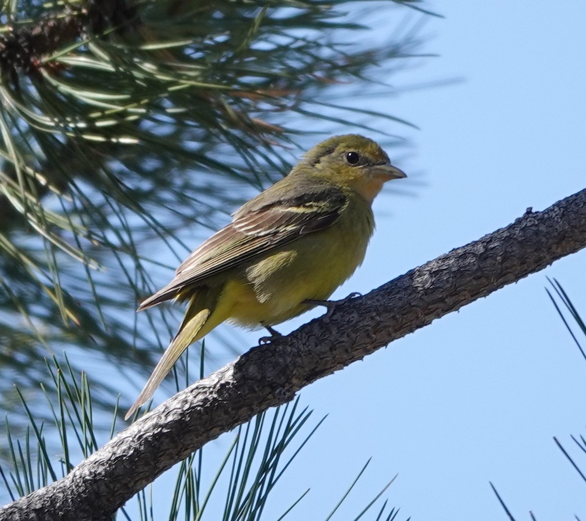 Western Tanager - Rene Laubach