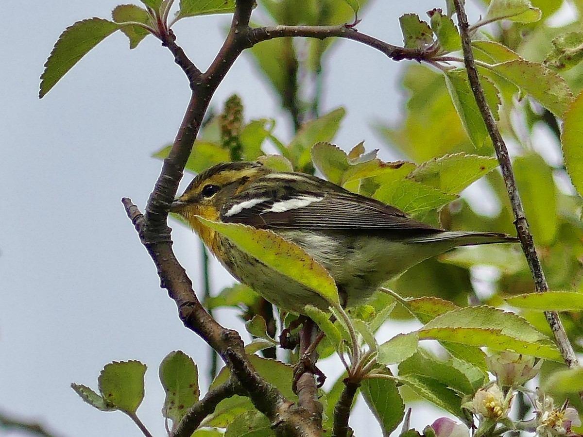 Blackburnian Warbler - ML619499337