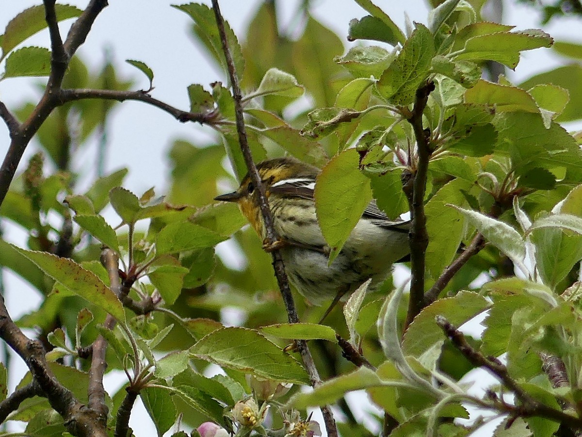 Blackburnian Warbler - Laura Blutstein