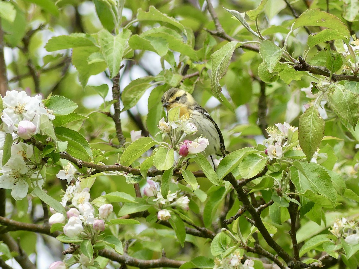 Blackburnian Warbler - Laura Blutstein