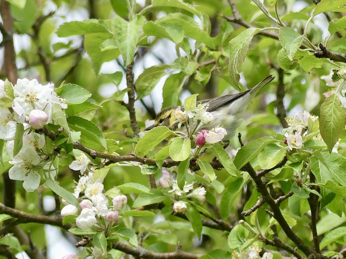 Blackburnian Warbler - Laura Blutstein