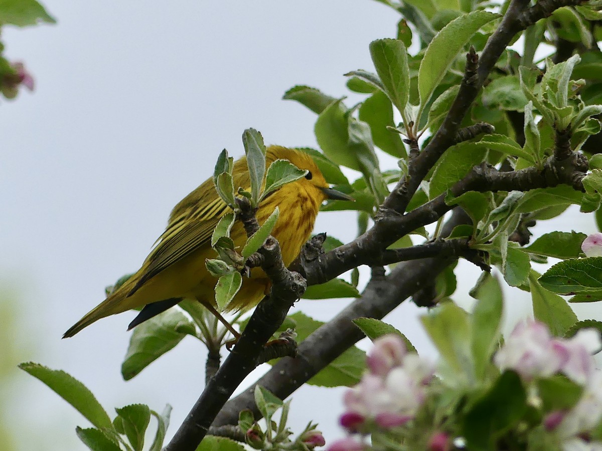 Yellow Warbler - Laura Blutstein