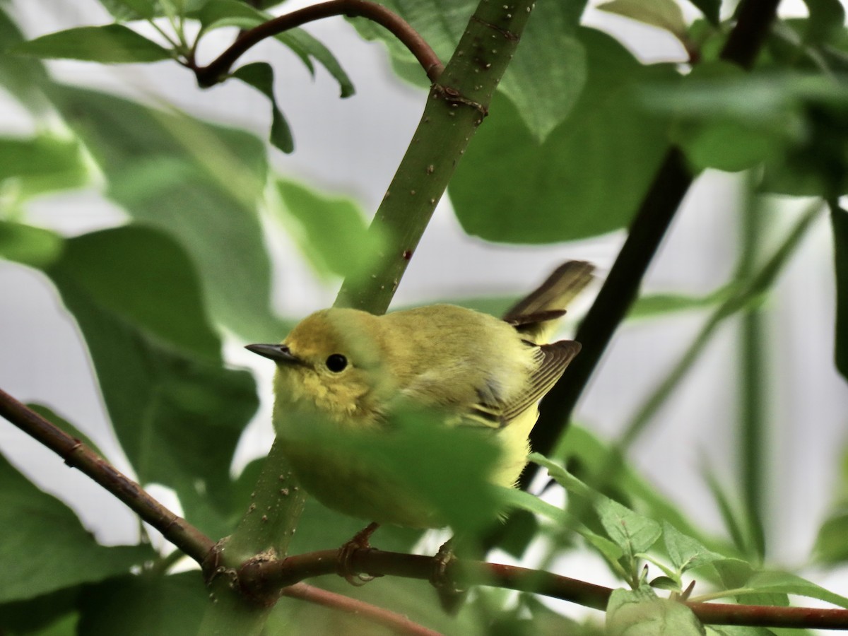 Yellow Warbler - ML619499355