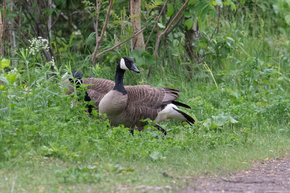 Canada Goose - Marina Germain