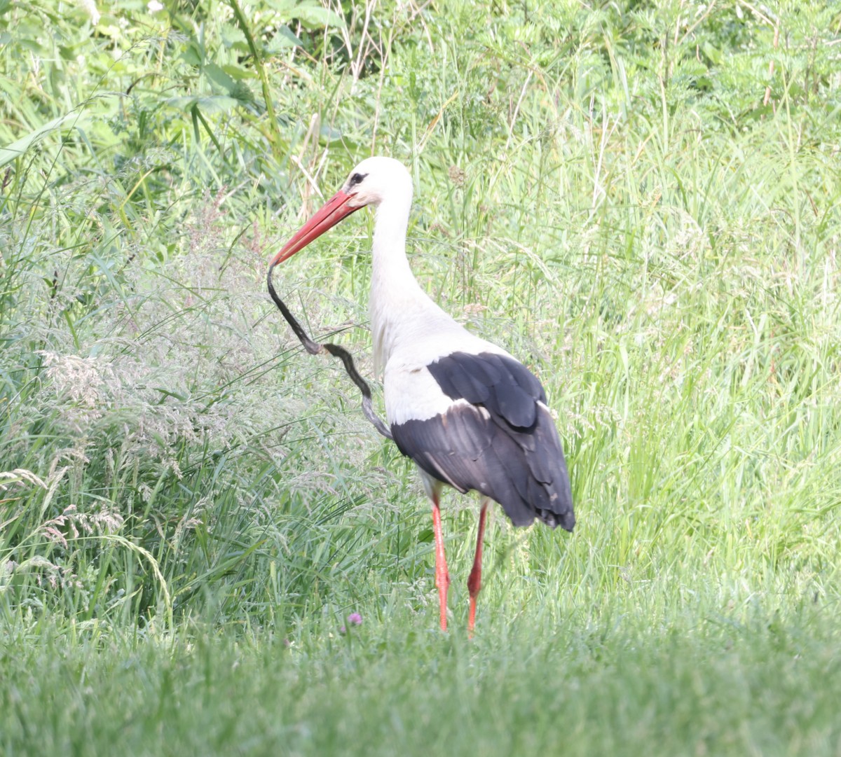 White Stork - Jan Badura