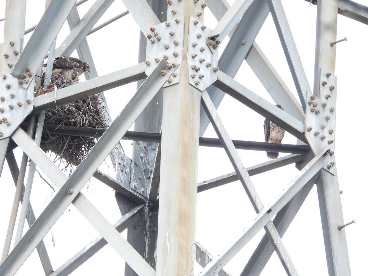 Red-tailed Hawk - Joe Beck