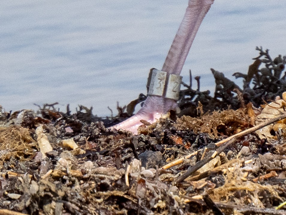 Herring Gull - Cin-Ty Lee