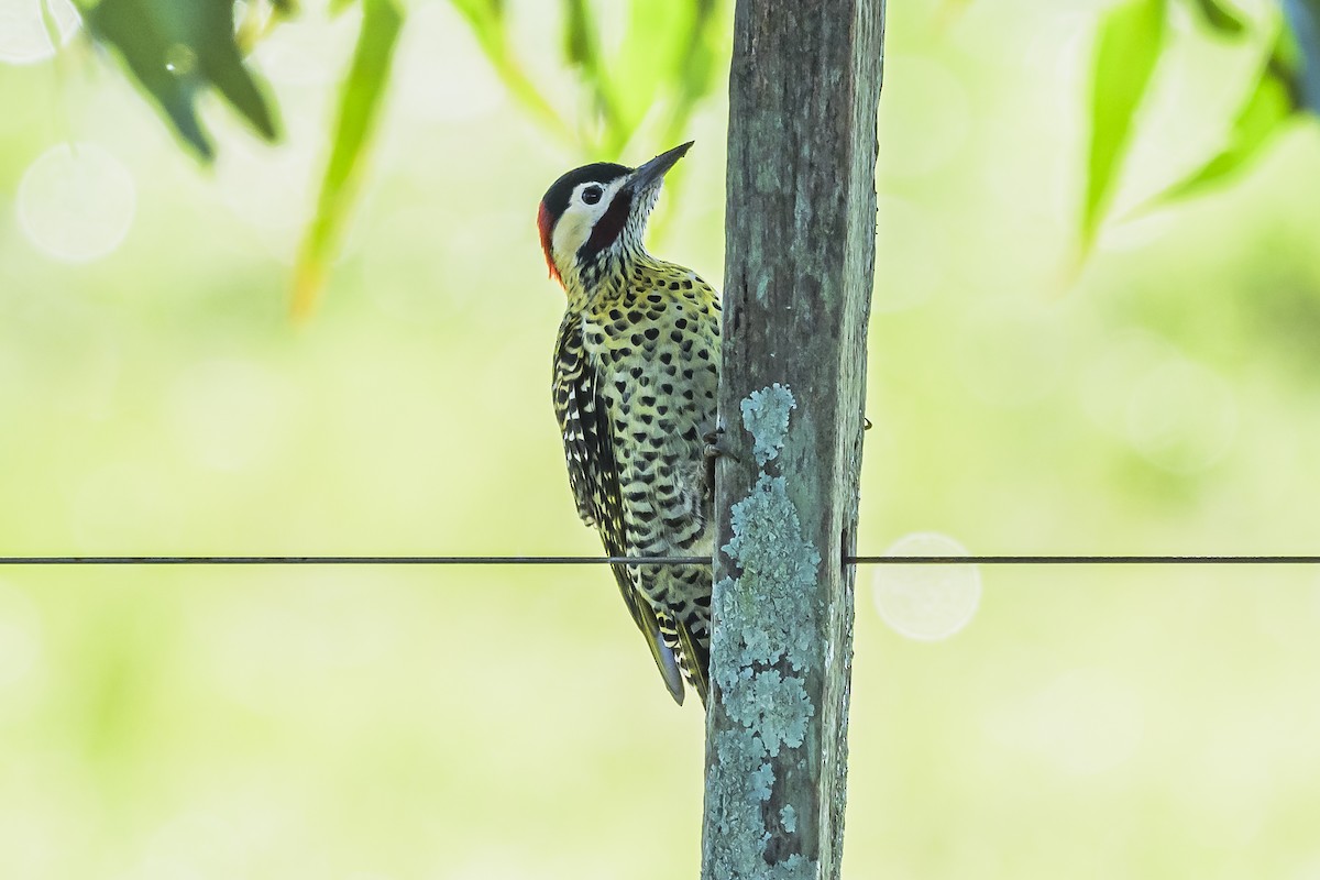 Green-barred Woodpecker - Amed Hernández