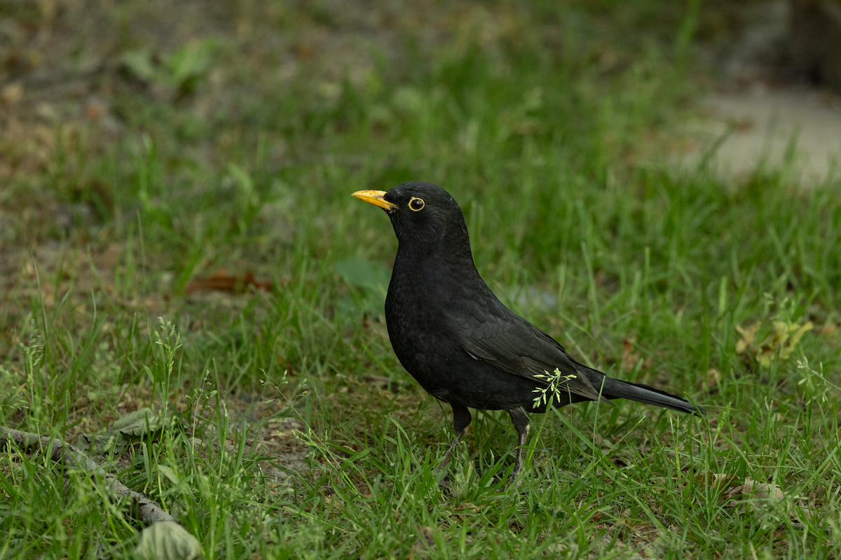Eurasian Blackbird - Han Tay