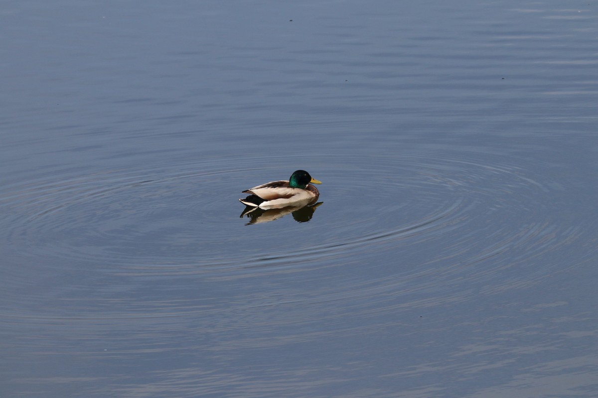 Mallard - Susan Szeszol