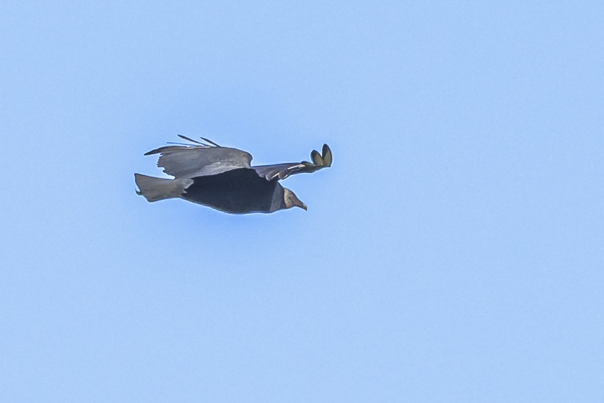 Black Vulture - Amed Hernández