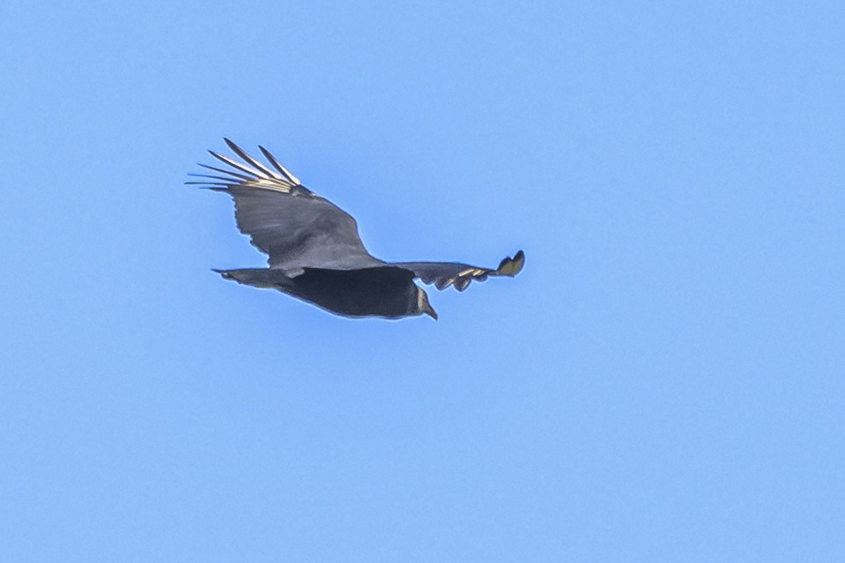 Black Vulture - Amed Hernández