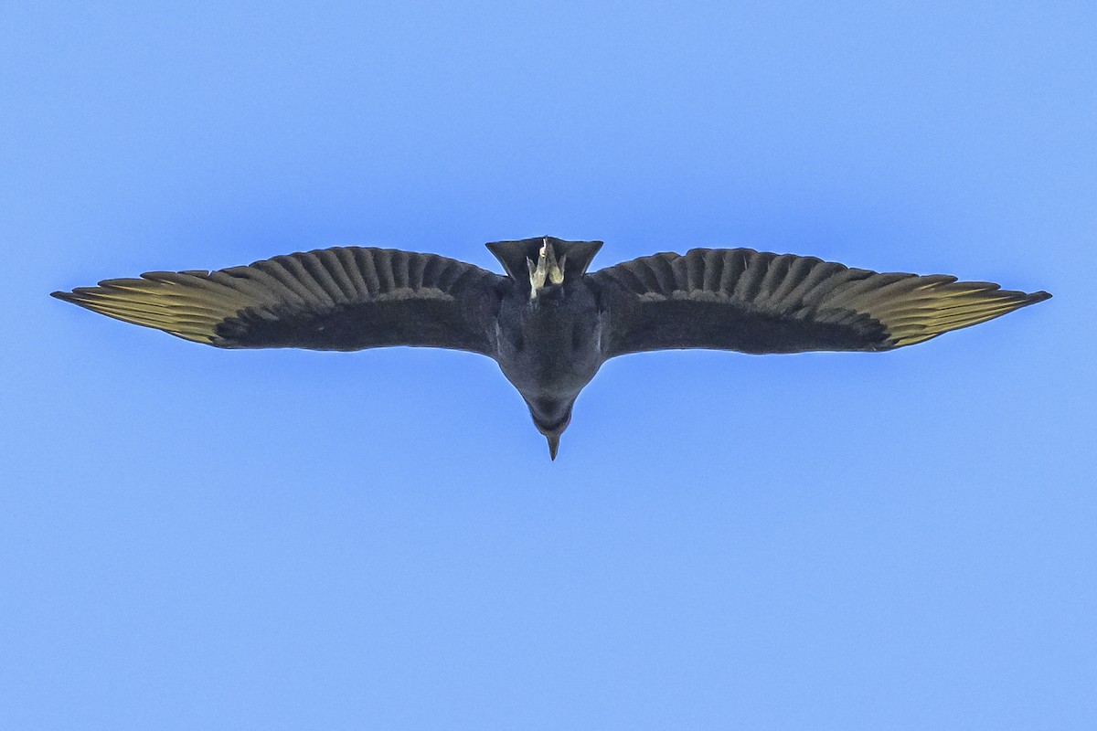 Black Vulture - Amed Hernández