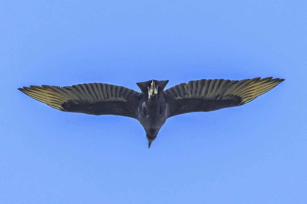 Black Vulture - Amed Hernández