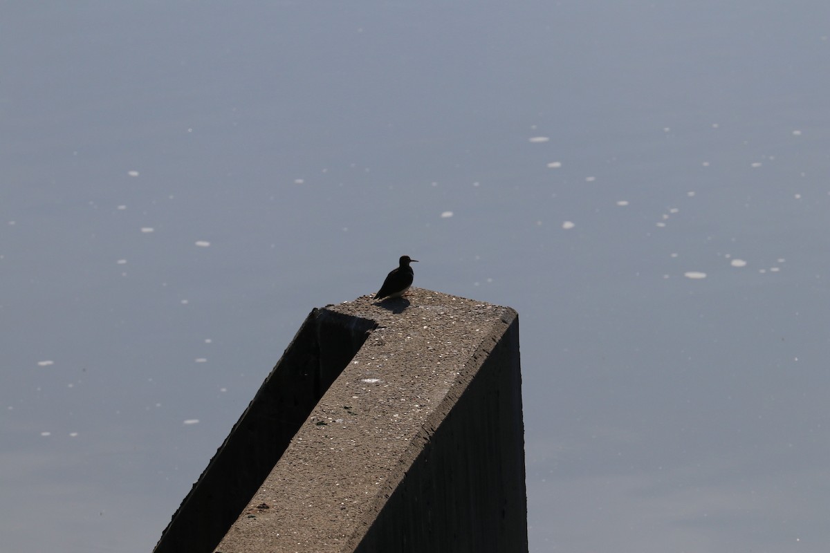 Spotted Sandpiper - Susan Szeszol