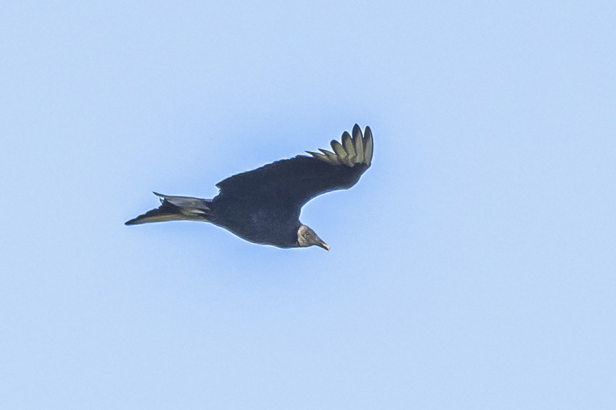 Black Vulture - Amed Hernández