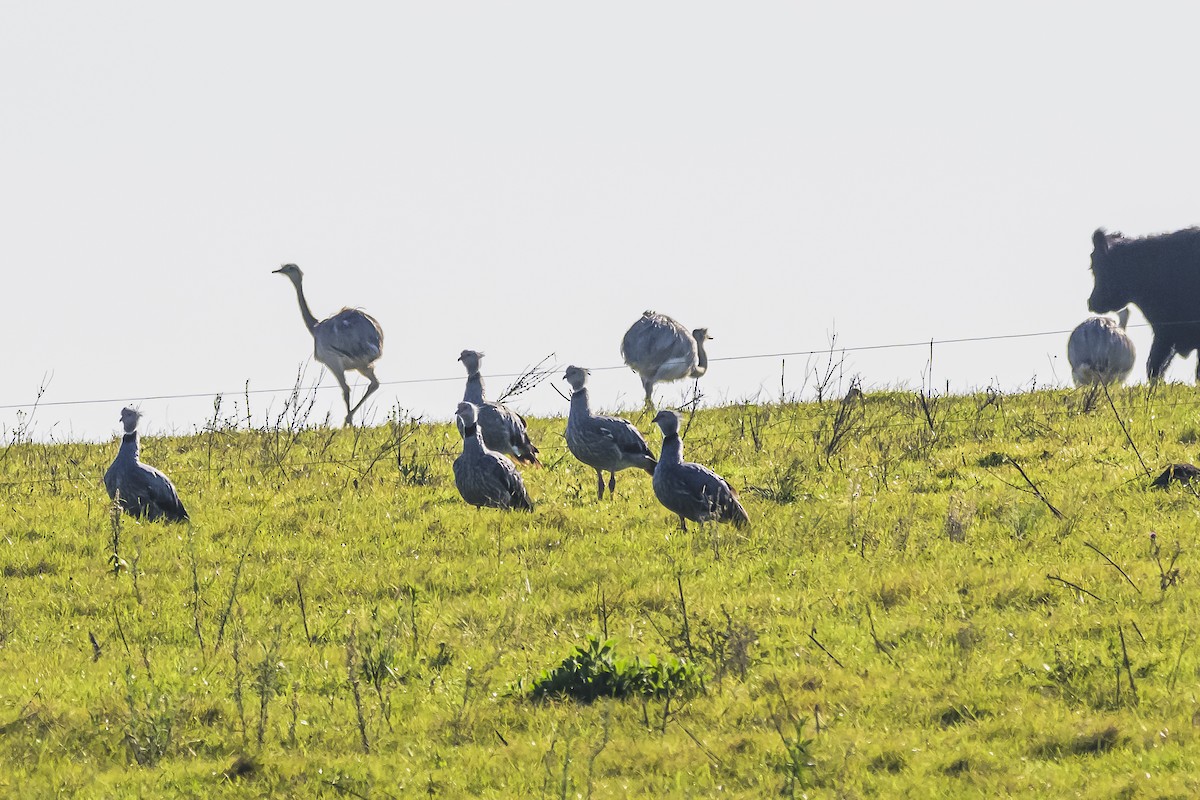 Southern Screamer - Amed Hernández