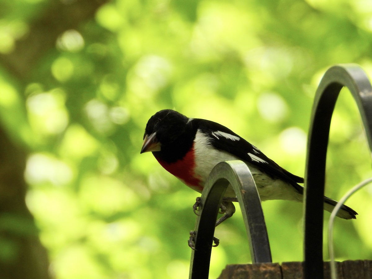 Rose-breasted Grosbeak - Monica Rose