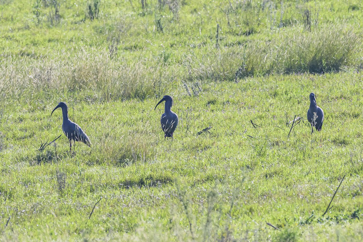 ibis běločelý - ML619499415