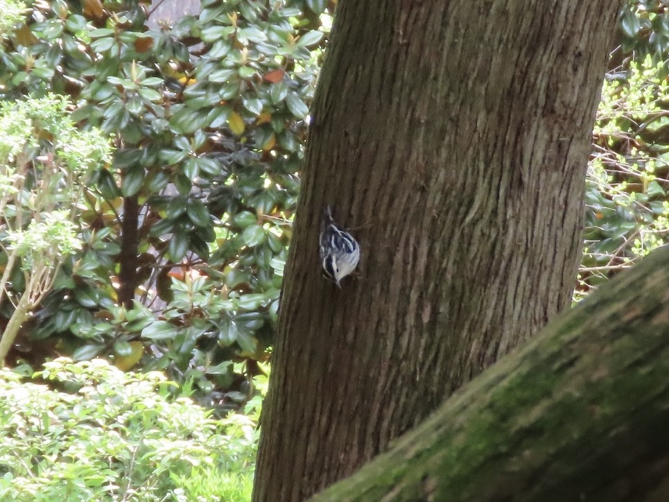 Black-and-white Warbler - Beth Daugherty