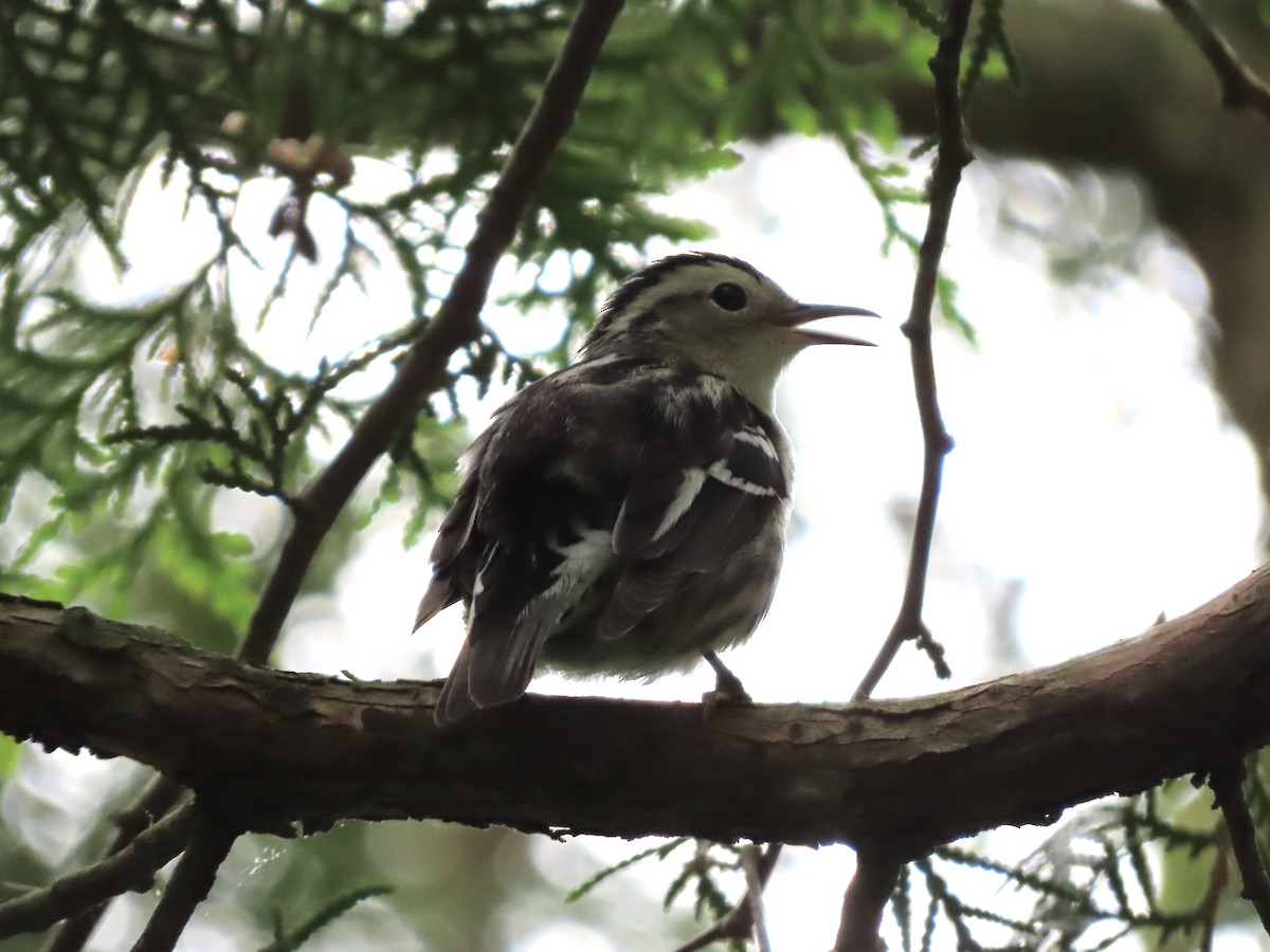 Black-and-white Warbler - ML619499418