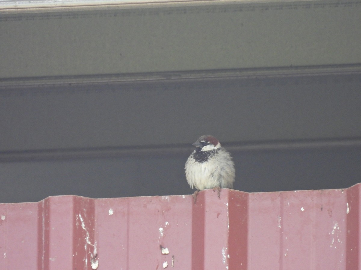 House x Spanish Sparrow (hybrid) - Miguel Martín Diego