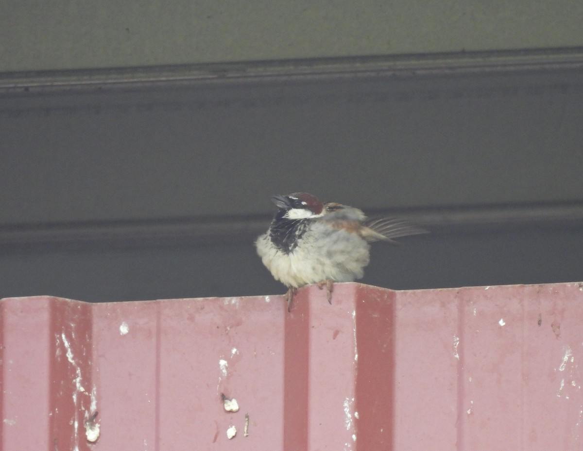 House x Spanish Sparrow (hybrid) - ML619499422