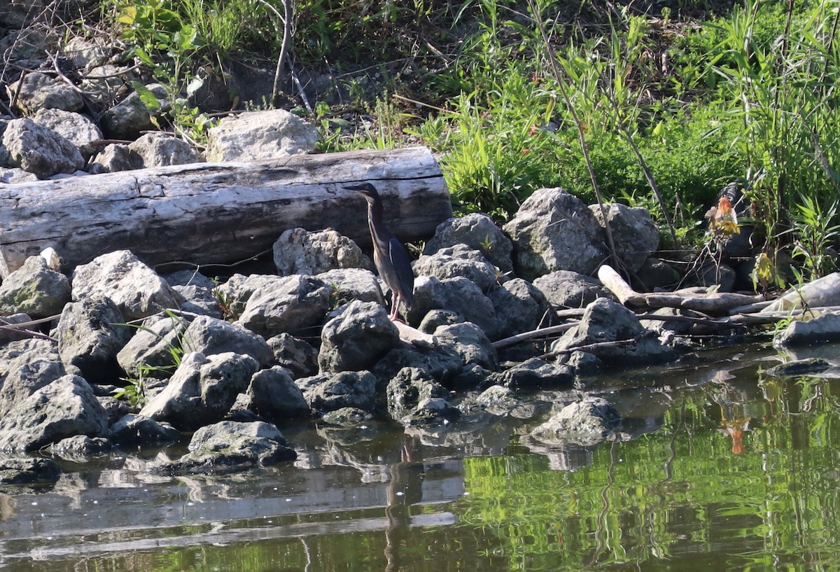 Green Heron - Susan Szeszol