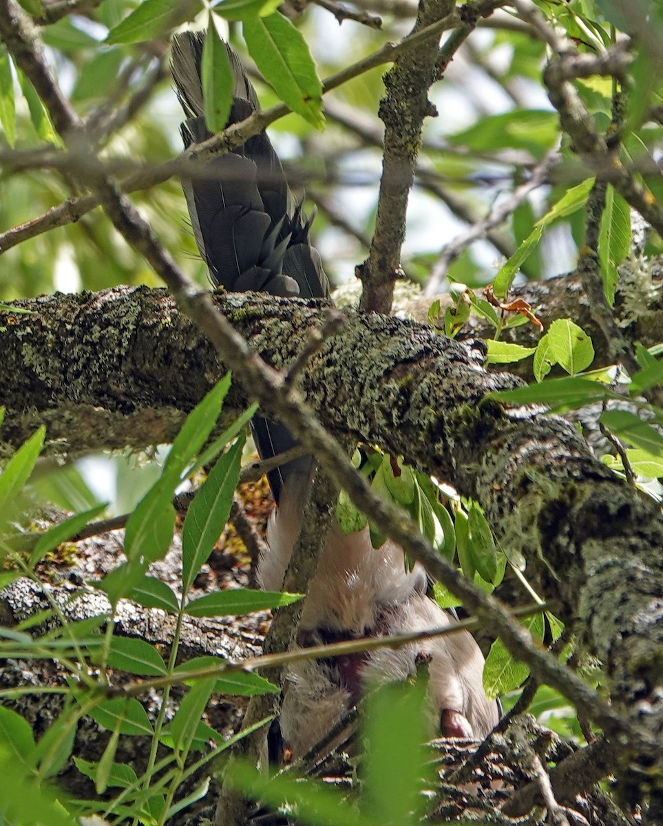 Iberian Magpie - Diane Drobka