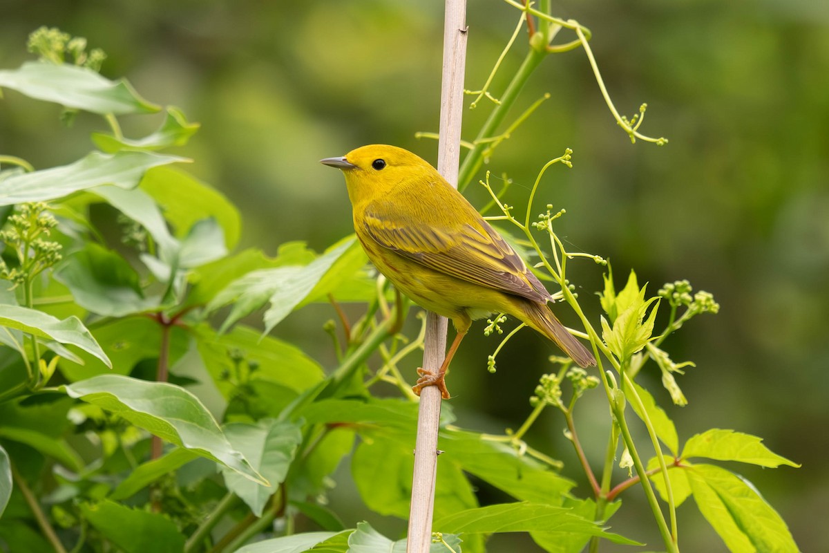 Yellow Warbler - Marina Germain