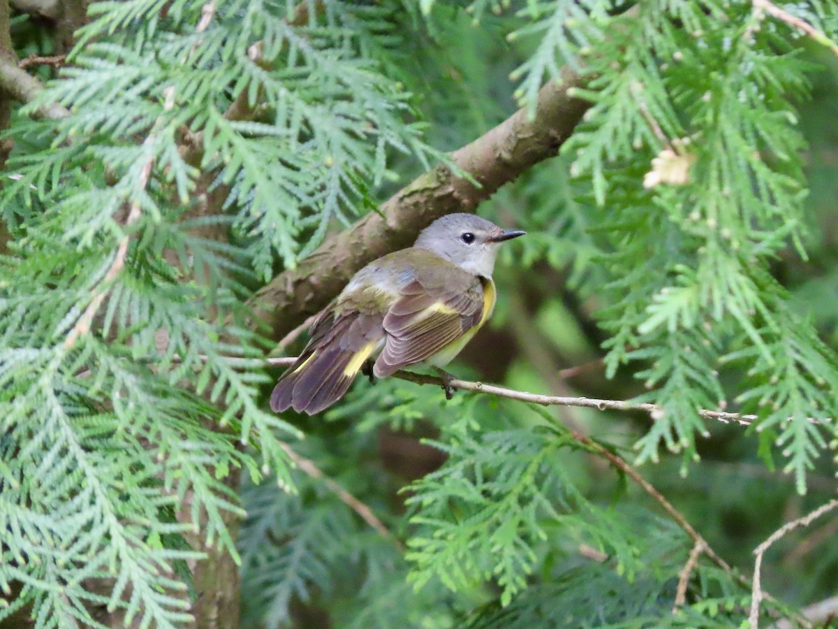 American Redstart - ML619499433